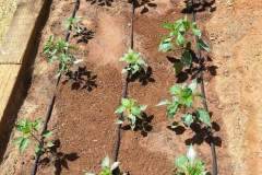 WhatsApp-Image-2021-11-09-at-04.39.46-2